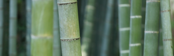 Bambus grün Test Test 1233
